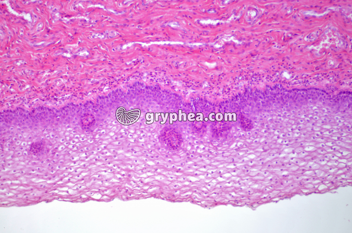 Muqueuse vaginale x40 - gryphea.com